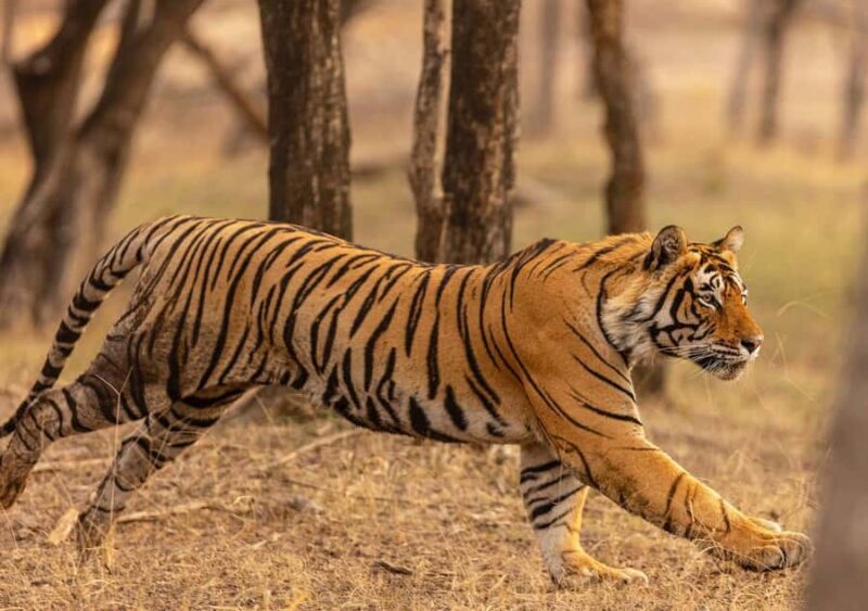 Ranthambore Tiger Safari in Gypsy/Canter  Shared Tour - Accessibility & Limitations
