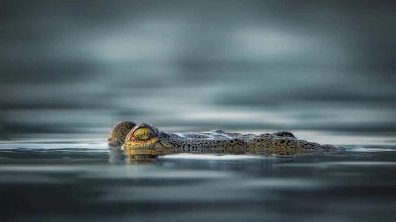 Ranthambore Tiger Safari in Gypsy/Canter  Shared Tour - Why This Tour Is Worth It