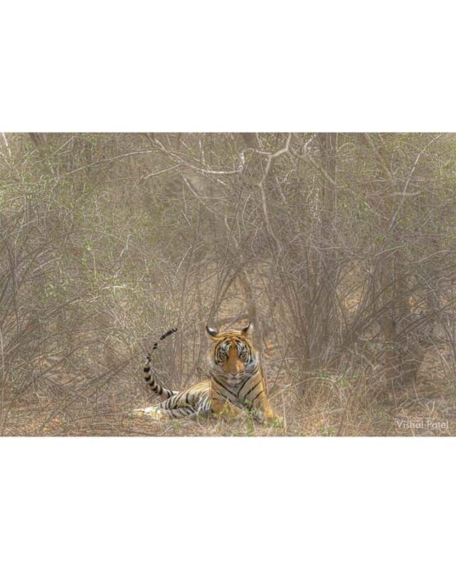 Ranthambore Tiger Safari in Gypsy/Canter  Shared Tour - An Overview of the Ranthambore Tiger Safari Experience