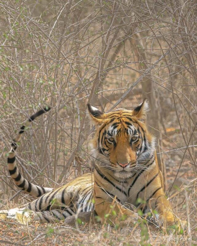 Ranthambore Tiger Safari in Gypsy/Canter  Shared Tour - Final Thoughts: Is This Tour For You?