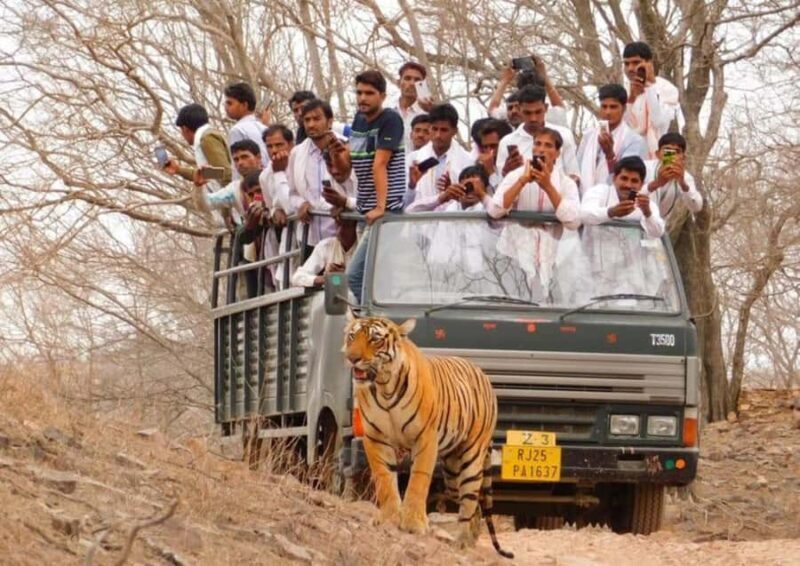Ranthambore Tiger Safari in Open canter with Wildlife Guide - Final Thoughts