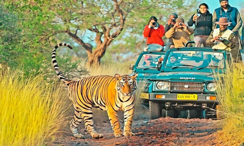 Ranthambore Tiger Safari in Open canter with Wildlife Guide - FAQs