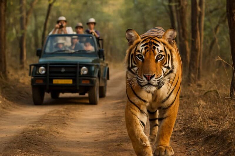 Ranthambore Tiger Safari in Open canter with Wildlife Guide - Good To Know  