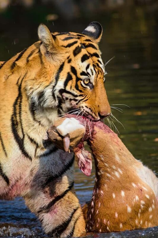 Ranthambore Tiger Safari in Open canter with Wildlife Guide - Who Should Consider This Safari?