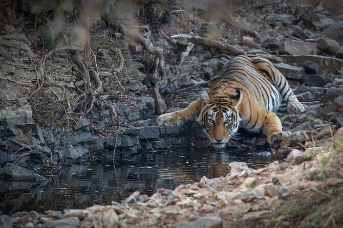 Ranthambore Tiger Safari Private Same Day Trip from Jaipur - The Journey from Jaipur to Ranthambore