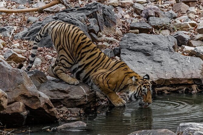 Ranthambore Tiger Safari Private Same Day Trip from Jaipur - Why This Tour Stands Out
