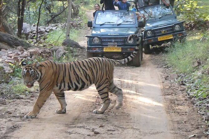 Ranthambore Tiger Safari Private Same Day Trip from Jaipur - The Experience in Detail