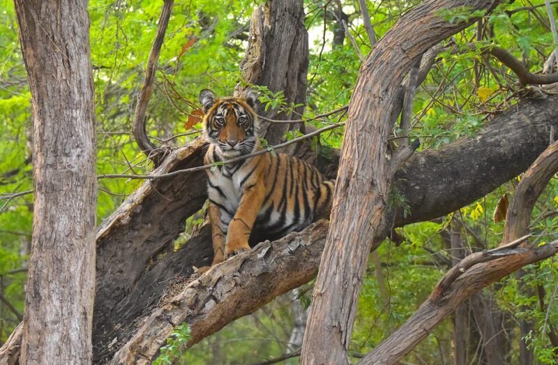 Ranthambore : Tiger Safari Tour in Canter - Good To Know