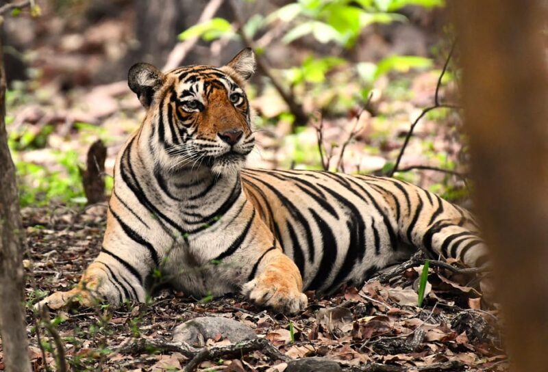 Ranthambore : Tiger Safari Tour in Canter - The Itinerary and What to Expect  