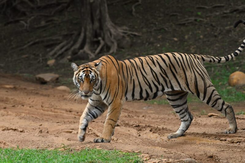 Ranthambore : Tiger Safari Tour in Canter - The Experience in Detail  