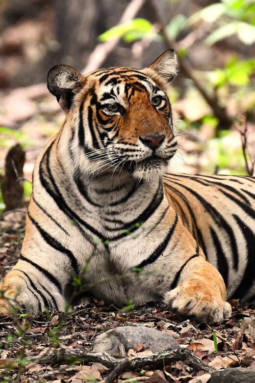 Ranthambore : Tiger Safari Tour in Canter - Final thoughts on the Ranthambore Canter Safari  