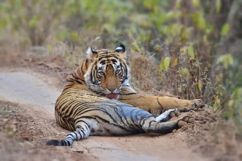 Ranthambore : Tiger Safari Tour in Canter - FAQ  