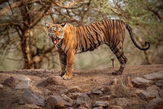 Ranthambore Tiger Safari : Wilderness Experience India - Good To Know