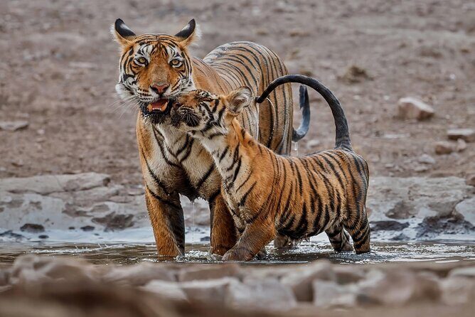 Ranthambore Tiger Safari : Wilderness Experience India - An In-Depth Look at the Ranthambore Tiger Safari Experience