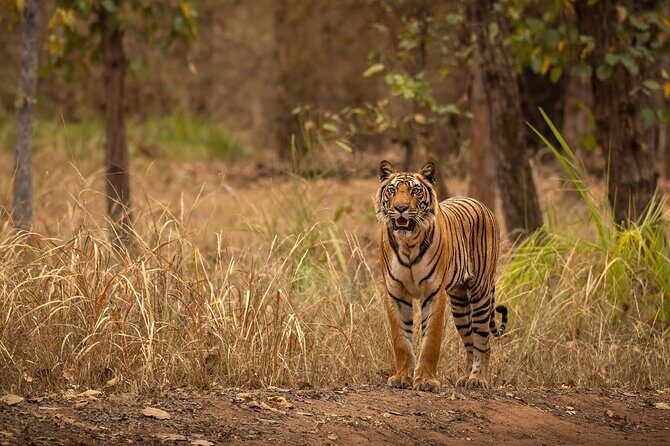 Ranthambore Tiger Safari : Wilderness Experience India - FAQs