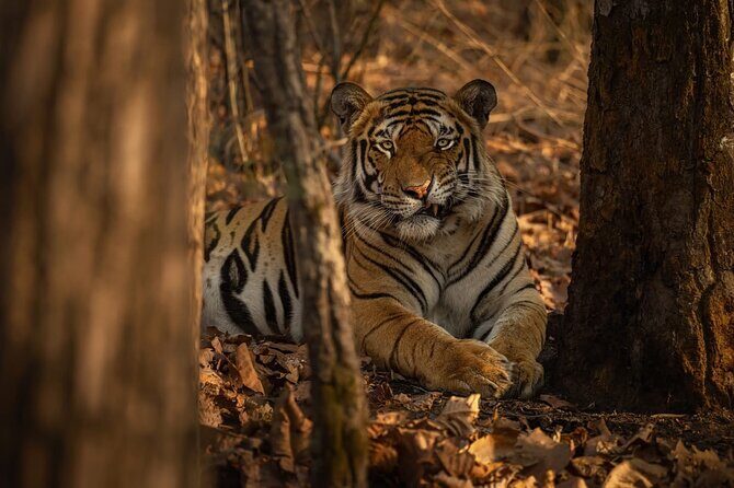 Ranthambore Tiger Safari : Wilderness Experience India - Discovering Ranthambore: A Deep Dive into the Safari Experience