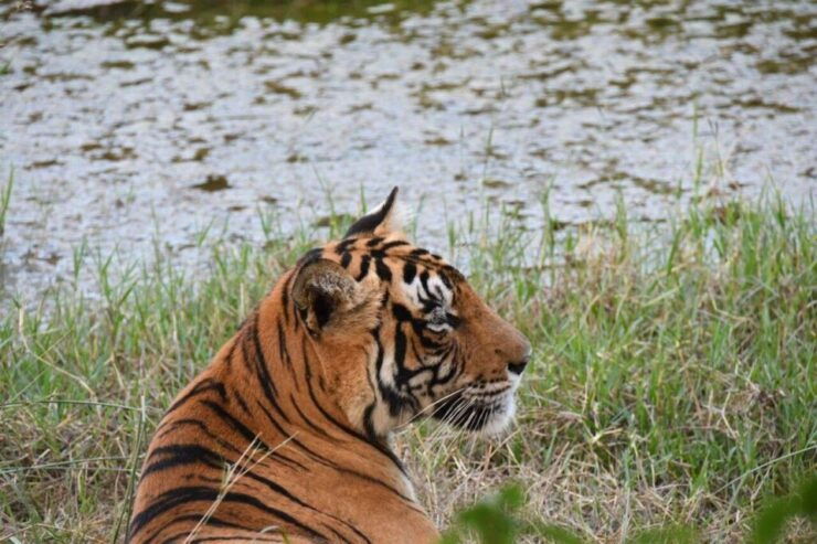 Ranthambore Tiger Safari With Golden Tringle Tour 7 Days - Tour Details