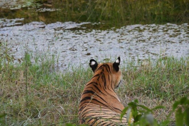 Ranthambore Tiger Safari With Golden Tringle Tour 7 Days - Exclusions