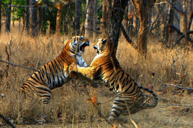 Ranthambore Wildlife Safari Tour From Jaipur Including Transfers - Tour Overview