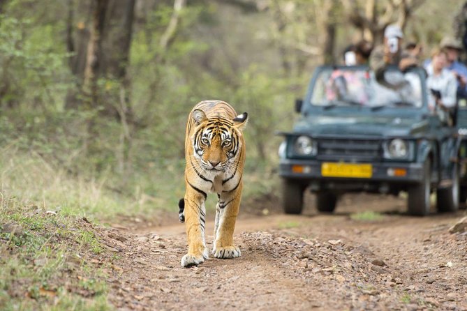 Ranthambore Wildlife Safari Tour From Jaipur Including Transfers - Meeting and Pickup