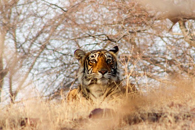 Ranthambore Wildlife Safari Tour From Jaipur Including Transfers - Itinerary