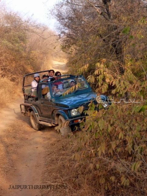Ranthambore Wildlife (Tiger Safari)Full Day Tour From Jaipur - Safari Experience