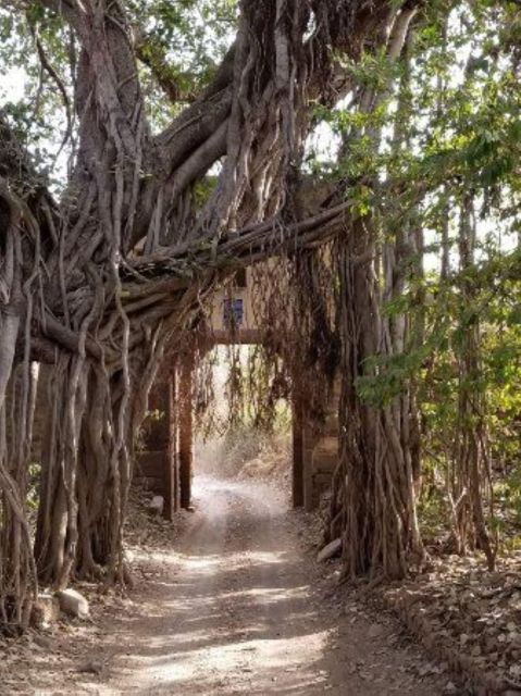 Ranthambore Wildlife (Tiger Safari)Full Day Tour From Jaipur - The Sum Up
