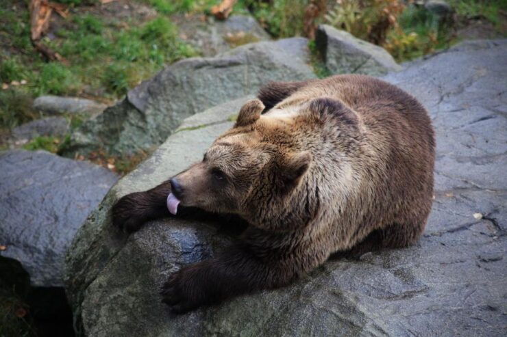 Ranua the Northernmost Zoo Wildlife Park Guided Tour - Booking Details and Cancellation Policy
