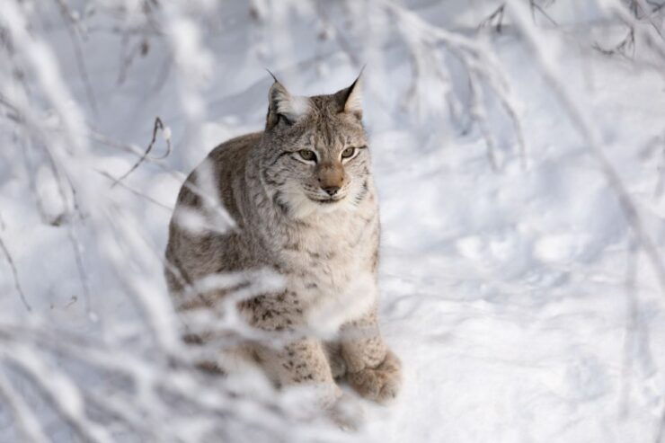 Ranua Wildlife Park Day: Visit the Arctic Animals - Booking Details