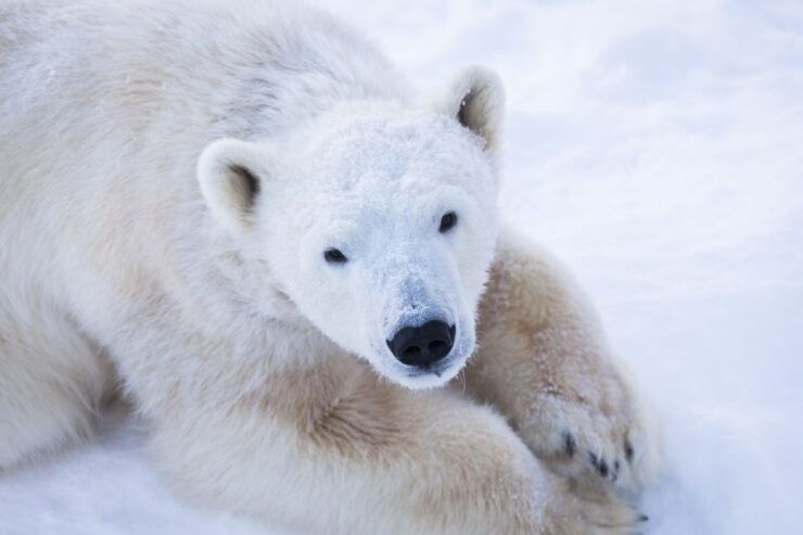 Ranua Wildlife Park Day: Visit the Arctic Animals - Experience Overview