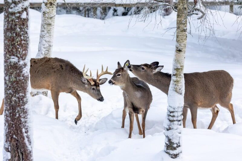 Ranua: Wildlife Park Entrance Ticket - Authentic Visitor Experiences