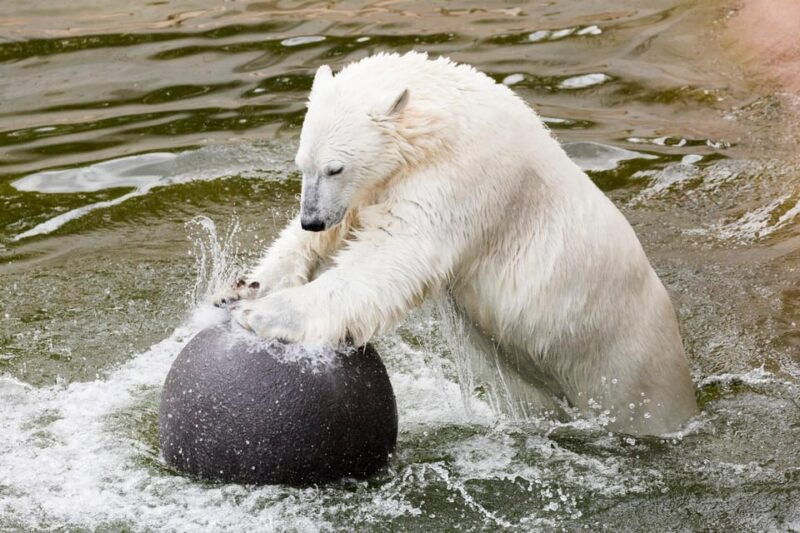 Ranua: Wildlife Park Entrance Ticket - FAQ