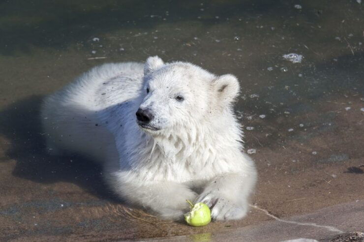 Ranua Wildlife Park Guided Tour From Rovaniemi - Inclusions