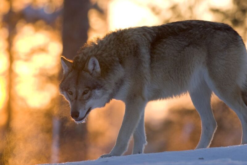 Ranua Wildlife Park Guided Tour from Rovaniemi, With Lunch - Real Experiences from Travelers