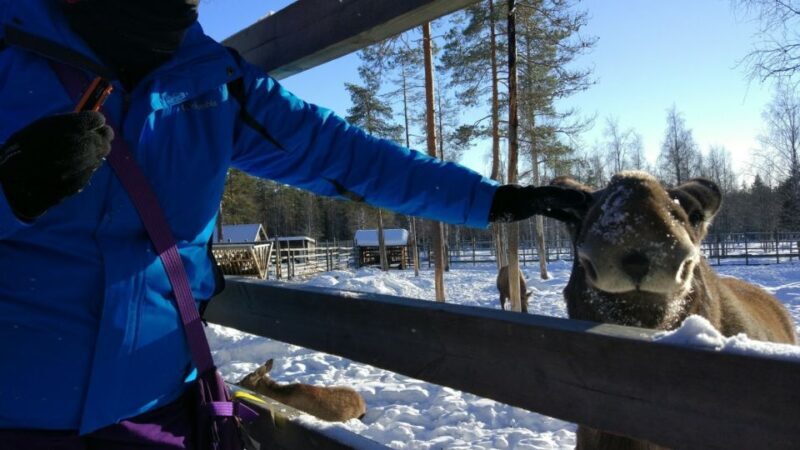 Ranua Wildlife Park Guided Tour from Rovaniemi, With Lunch - Who Should Consider This Tour?