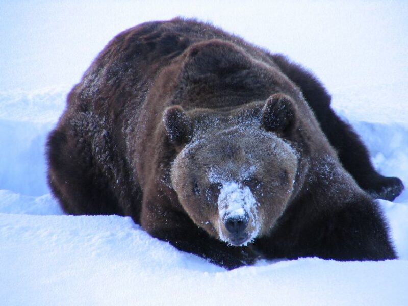 Ranua Wildlife Park Guided Tour from Rovaniemi, With Lunch - Final Thoughts: Is It Worth It?