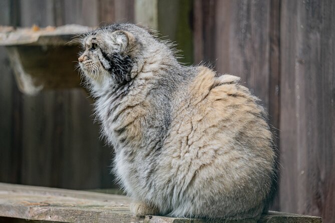 Ranua Wildlife Park in Summer and Autumn From Rovaniemi - Getting to Ranua Wildlife Park