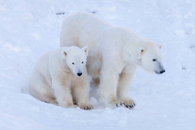 Ranua Wildlife Park Photography Tour - Good To Know