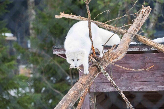 Ranua Wildlife Park Photography Tour - What the Tour Offers: Detailed Breakdown