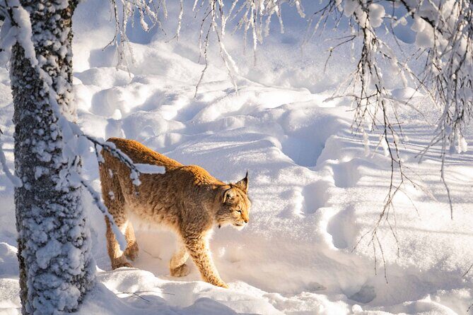 Ranua Wildlife Park Photography Tour - Who Should Consider This Tour?