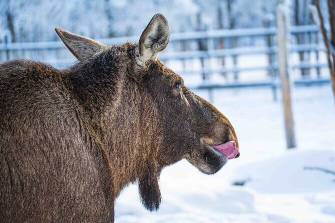 Ranua Wildlife Park Photography Tour - Final Thoughts