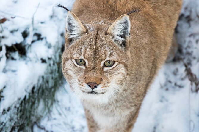 Ranua WildLife Zoo Park - Location and Opening Hours