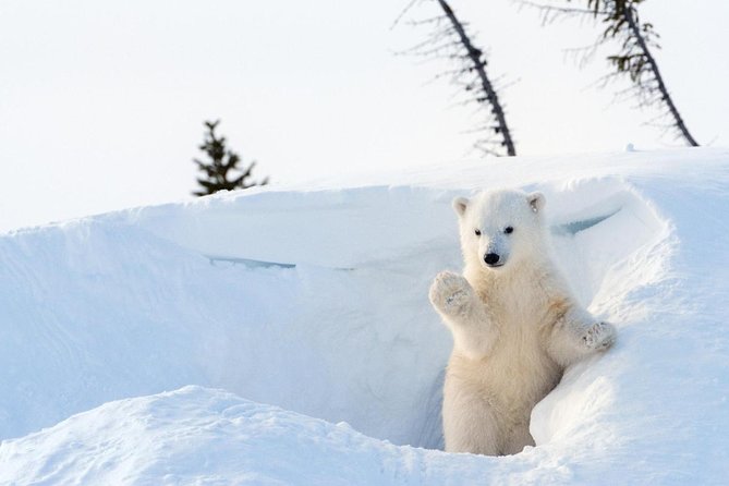 Ranua Zoo Family Tour From Rovaniemi - Overview and Logistics
