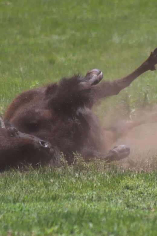 Rapid City: Black Hills Parks, Monuments & Mount Rushmore - Good To Know