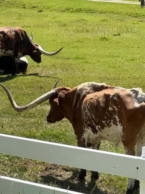 Rapid City: Black Hills Tour with Monument Tour - Final Thoughts: Who Should Consider This Tour?