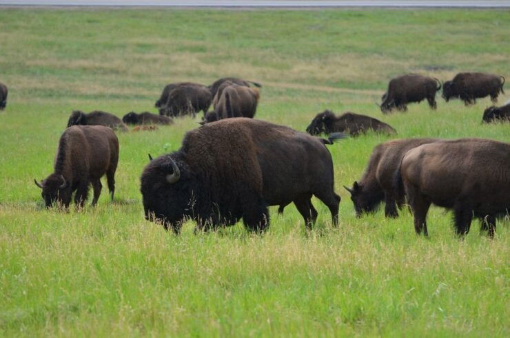 Rapid City: Private Black Hills Monuments Full-Day Tour - Tour Details