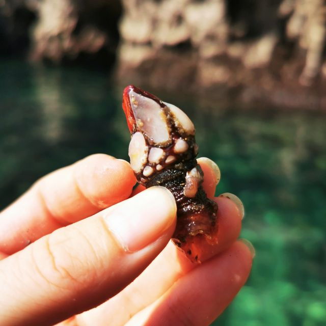 Raposeira: Guided Kayak Tour and Praia Da Ingrina Caves - Logistics