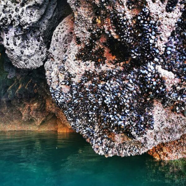Raposeira: Guided Kayak Tour and Praia Da Ingrina Caves - Booking