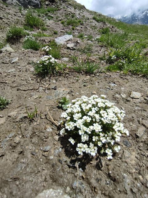 RARE PLANTS IN AOSTA VALLEY - Botanical Wonders of Aosta Valley