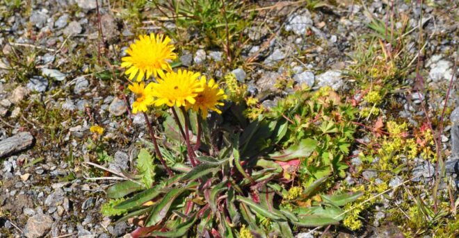 RARE PLANTS IN AOSTA VALLEY - Booking Information and Costs